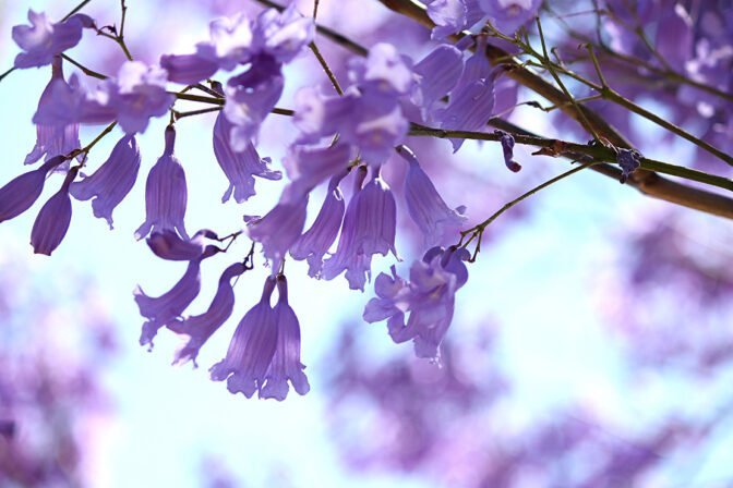 Psixonöroimmunologiya